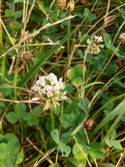 Trifolium repens