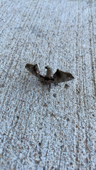 Apatelodes torrefacta