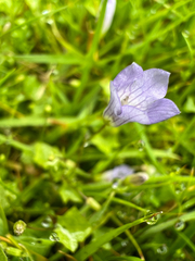 Hesperocodon hederaceus