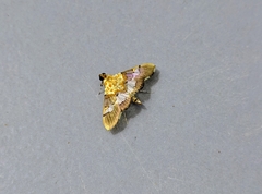 Aetholix flavibasalis