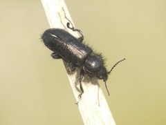 Enicopus