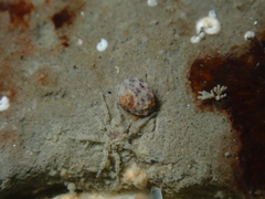 Vetigastropoda