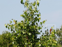 Carpodacus erythrinus grebnitskii