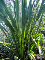 Doryanthes excelsa