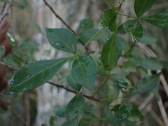 Allophylus decipiens