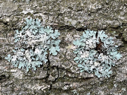 diskovka ryhovaná (Parmelia sulcata)
