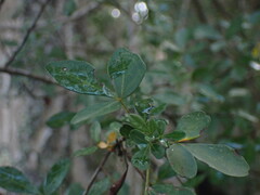 Allophylus decipiens