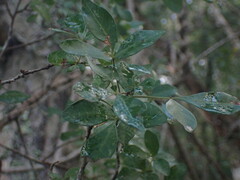 Allophylus decipiens