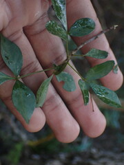 Allophylus decipiens