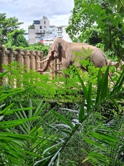 Elephas maximus