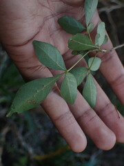 Allophylus decipiens