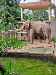 Elephas maximus