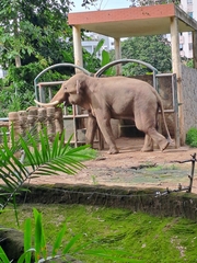 Elephas maximus