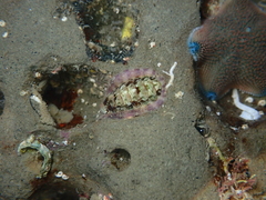 Onithochiton neglectus