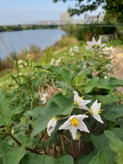 Solanum carolinense