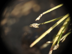 Eleocharis minuta