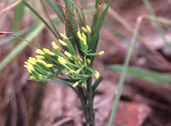 Apostasia wallichii