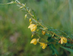 Chamaecrista leschenaultiana