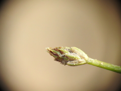 Eleocharis minuta