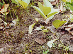 Clitoria macrophylla
