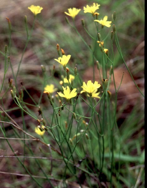 Hoàng nương hẹp (Crepis lignea)