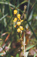 Crotalaria montana