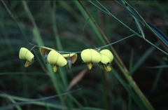 Crotalaria neriifolia
