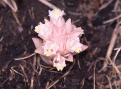 Curcuma ecomata