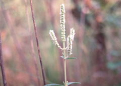 Elsholtzia winitiana