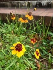 Coreopsis tinctoria