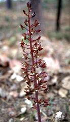 Eulophia macrobulbon