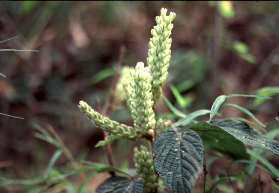Flemingia sootepensis (Flemingia sootepensis)