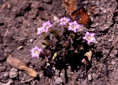 Gentiana timida