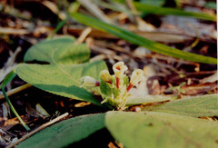 Gomphostemma strobilinum