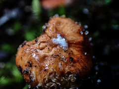 Zelleromyces