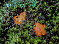 Zelleromyces
