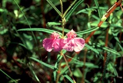 Impatiens chinensis