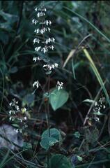 Isodon lophanthoides