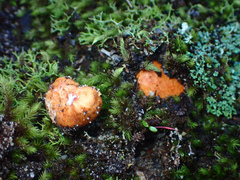 Zelleromyces