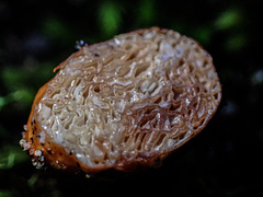 Zelleromyces