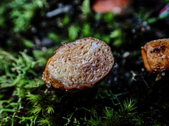 Zelleromyces