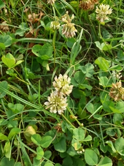 Trifolium repens