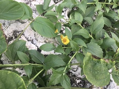 Wollastonia biflora