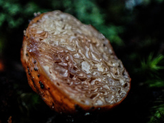 Zelleromyces
