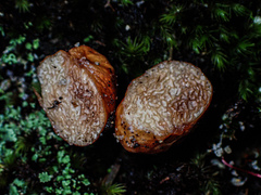 Zelleromyces