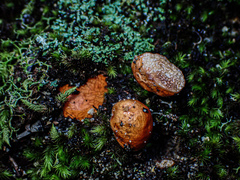 Zelleromyces