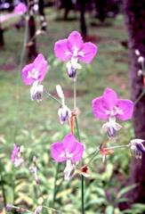 Murdannia gigantea