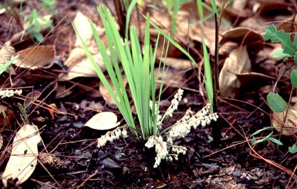 Ophiopogon longifolius (Ophiopogon longifolius)