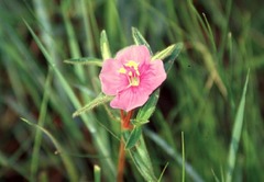 Osbeckia chinensis