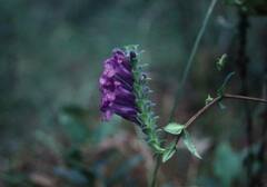 Strobilanthes auriculata